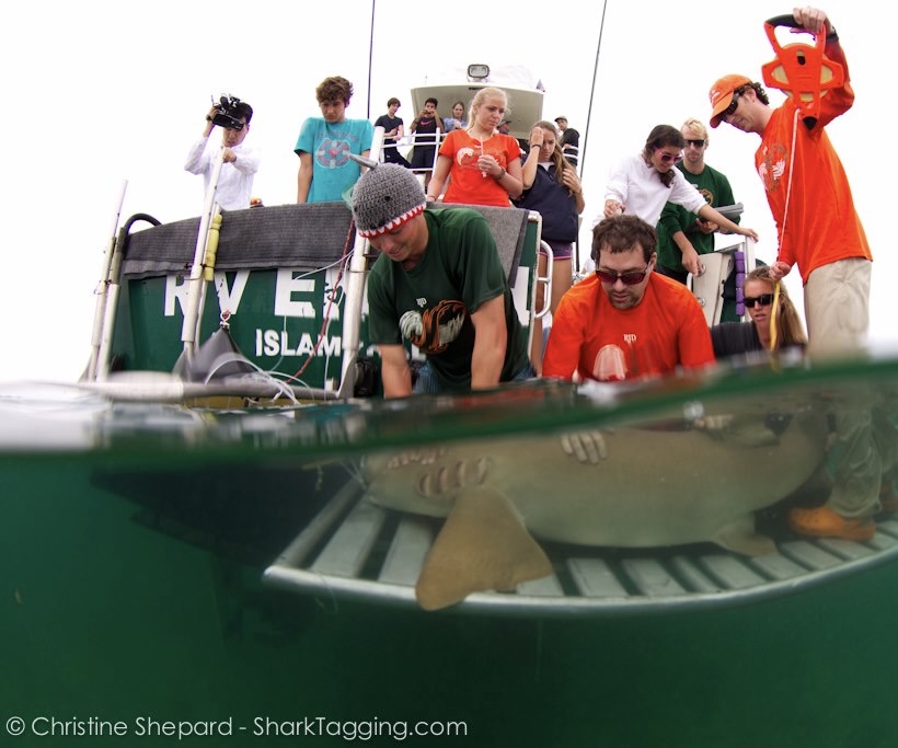 A marine conservation biologist conducting shark research on a research vessel.