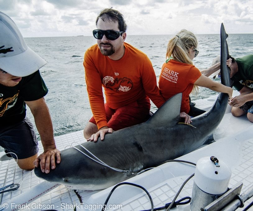 A marine conservation biologist securing a shark for study on a research vessel.