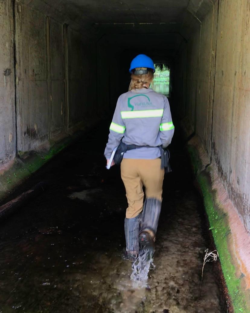 A woman in a hardhat walking through a wildlife crossing structure installed along a Brazilian highway.
