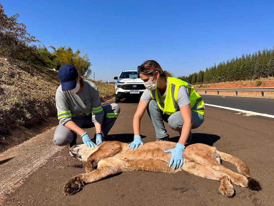 Two women in safety gear, a conservationist and a veterinarian, aiding a runover Puma concolor on a road.