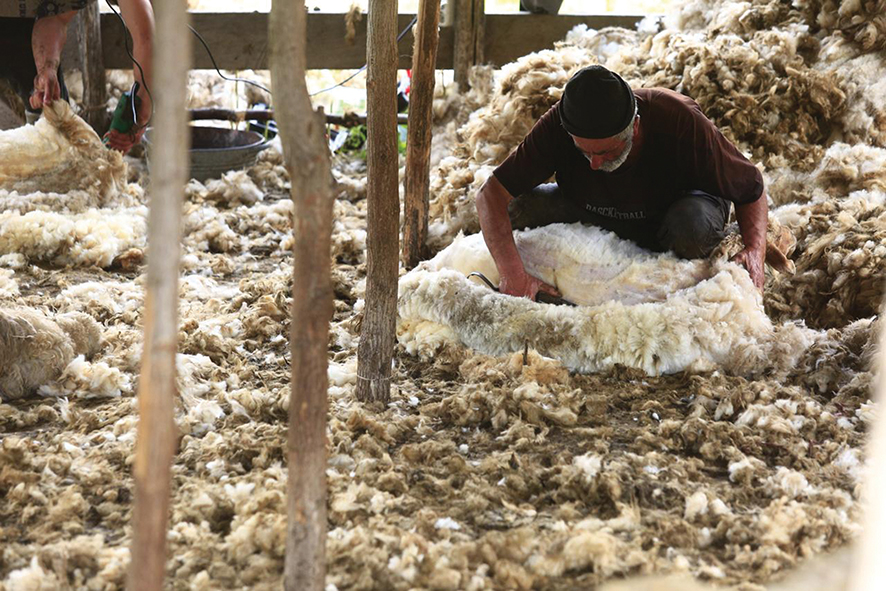 Man shearing a sheep in a wooden shelter.