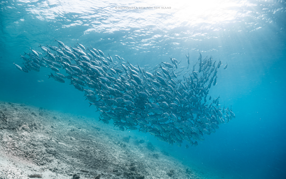 A large school of silver fish swirls gracefully through clear blue water over a sandy seabed. The tightly packed fish form a shape that resembles a whale.