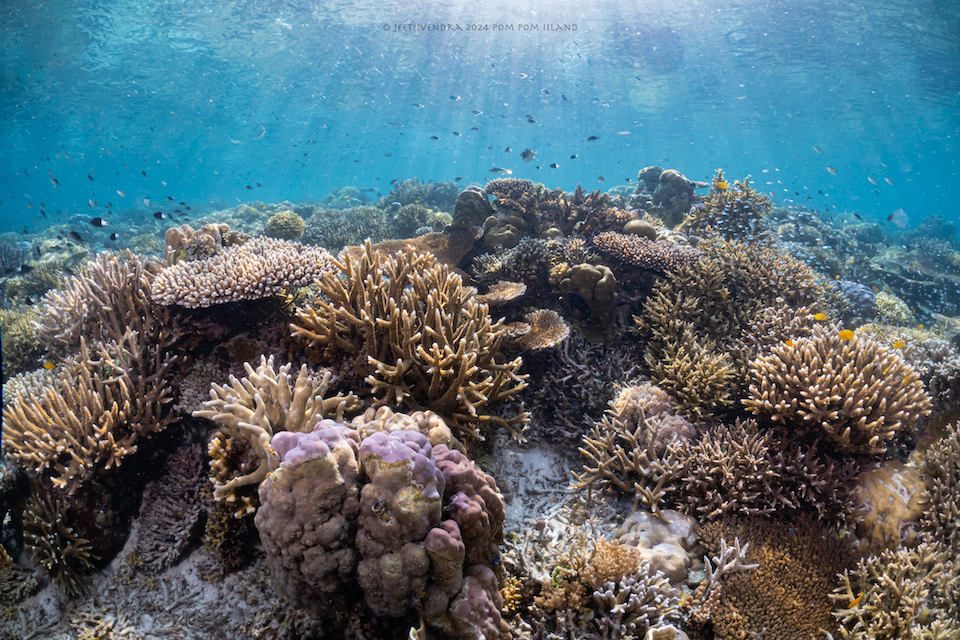 A coral reef scene with a variety of corals on the sea floor with a few fish swimming in it, and the blue water of the ocean stretching above. 