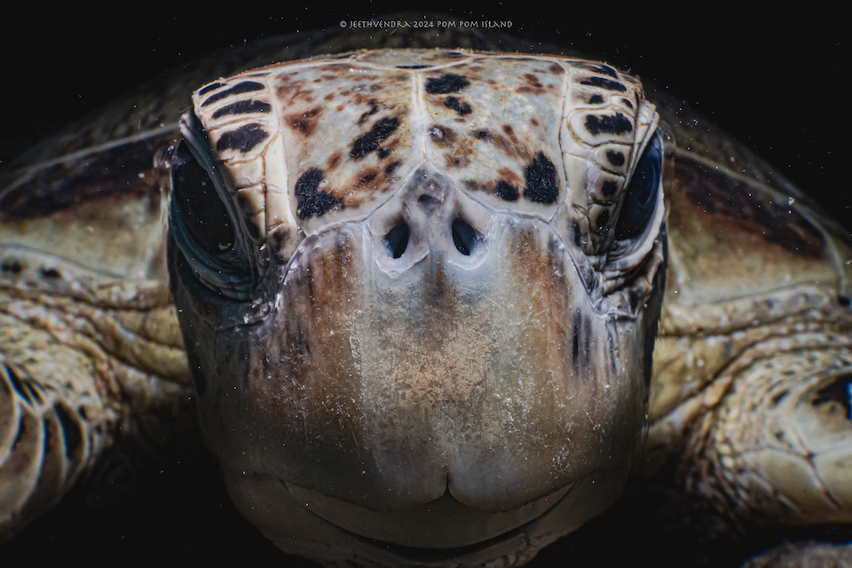 Close-up underwater photograph of a sea turtle’s face, showing detailed textures and markings on its shell and skin.