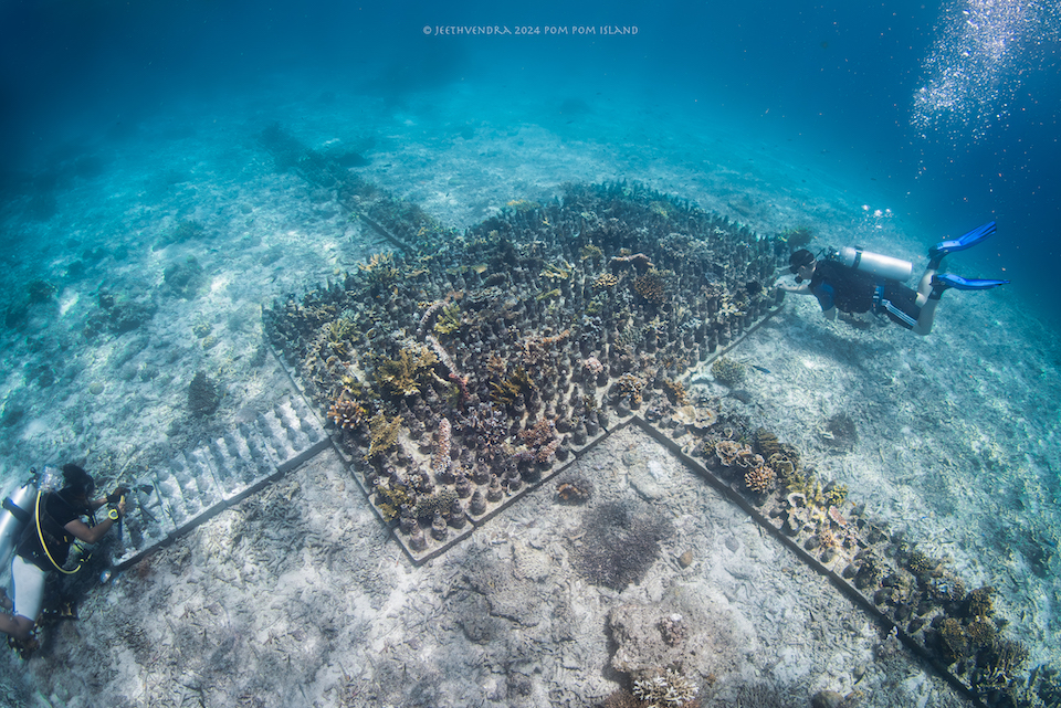 Two divers in full diving gear underwater, work on a coral restoration site. 