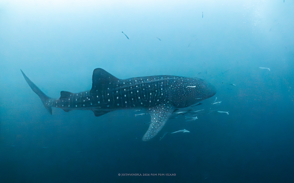 A Whale Shark swims through open blue water. A few small fish swim closely around its body. 