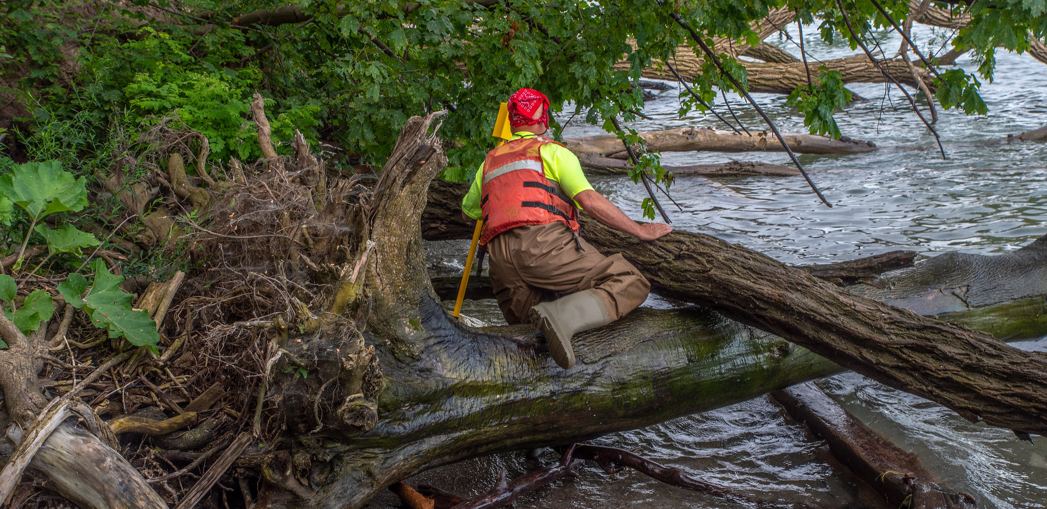 A man in a hardhat, safety vest and boots (wellies) climbing over a fallen tree at the edge of a body of water. Some GIS Analysts may be involved in fieldwork.