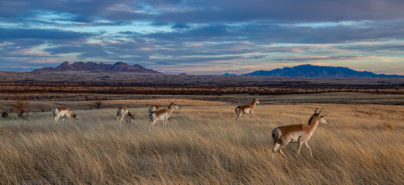 Pronghorn antelope on grassland with the horizon in the background. GIS Analyst duties might include analysing spatial data to study animal movement.