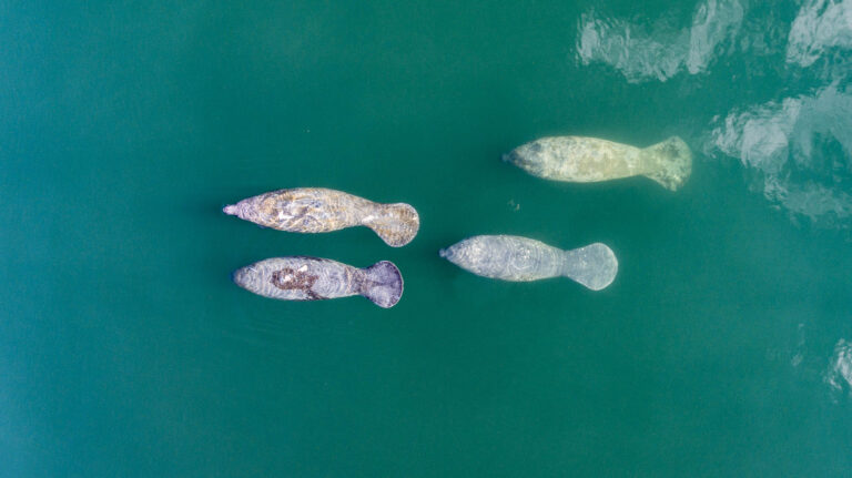 A group of four manatee swimming in the water. Manatees are big marine mammals. Their body is round shaped and grey. They have a paddle- shaped tail, and two forelimb flippers. The picture is taken from above the water.
