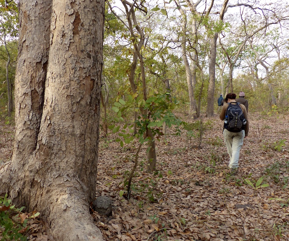 A female conservation geneticist and primatologist walking in the field.