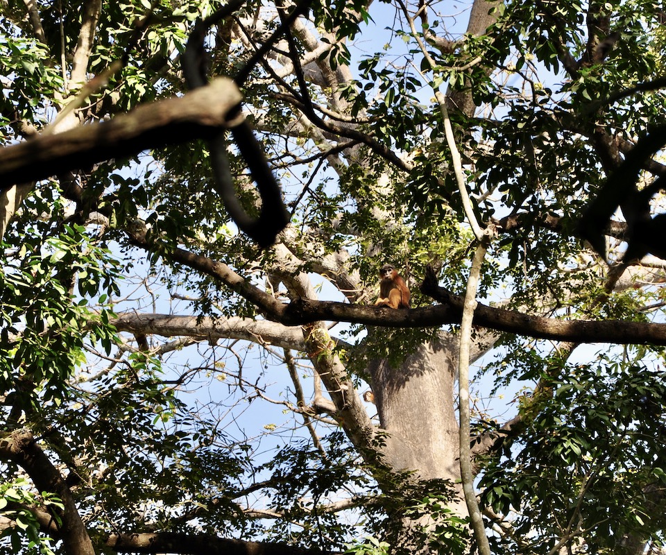 A primate sitting high up in a tree.