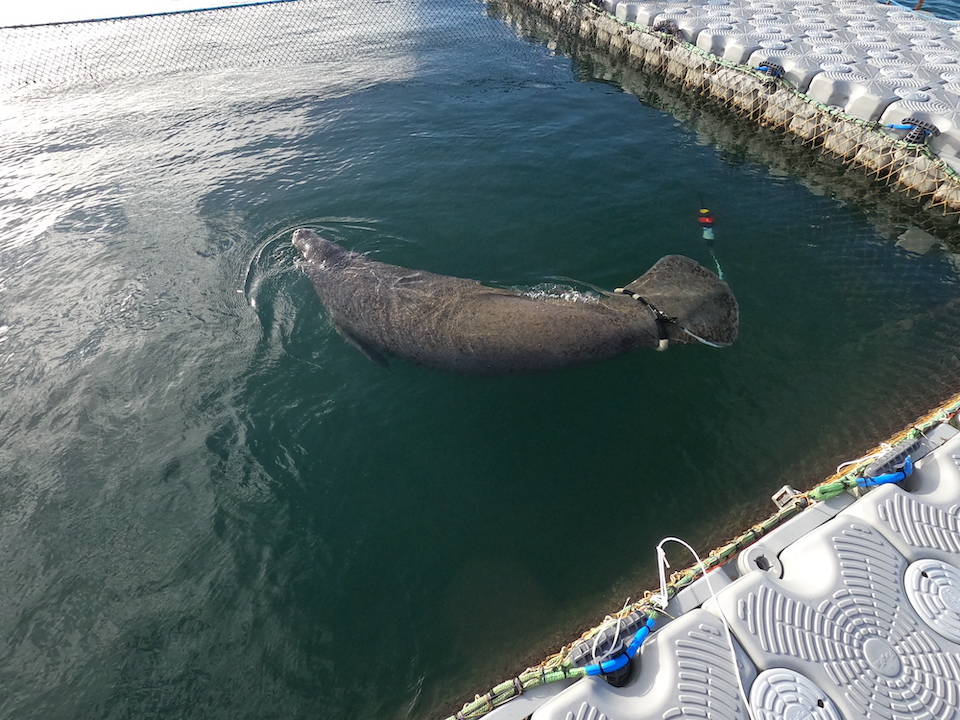 The picture shows Tico the manatee swimming in the water with a GPS tracker around its tail. He is with his head out of the water.