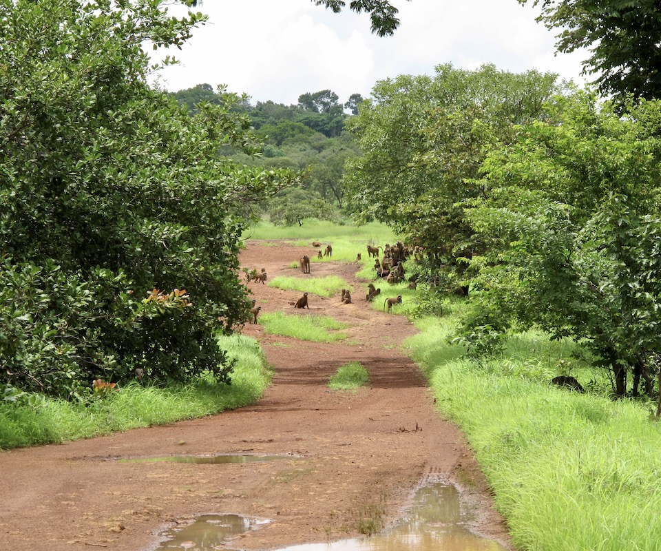 A large group of primates travelling through the forest.