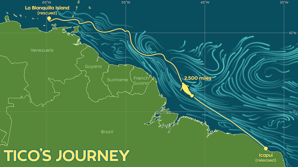 The image is a map showcasing the path travelled by Tico. The map shows the coastlines of northern Brazil, French Guiana, Suriname, Guyana and Venezuela, located in north, eastern South America. The map shows a line from Icapuí to La Blanquilla Island (Venezuela), representing Tico’s starting and finishing lines. The map also has blue lines representing the water movement in such area.