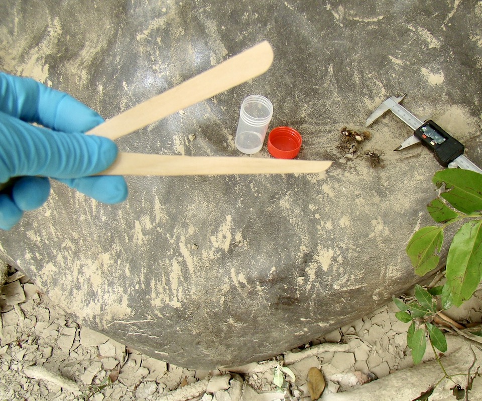 A close-up of field tools used to collect samples.