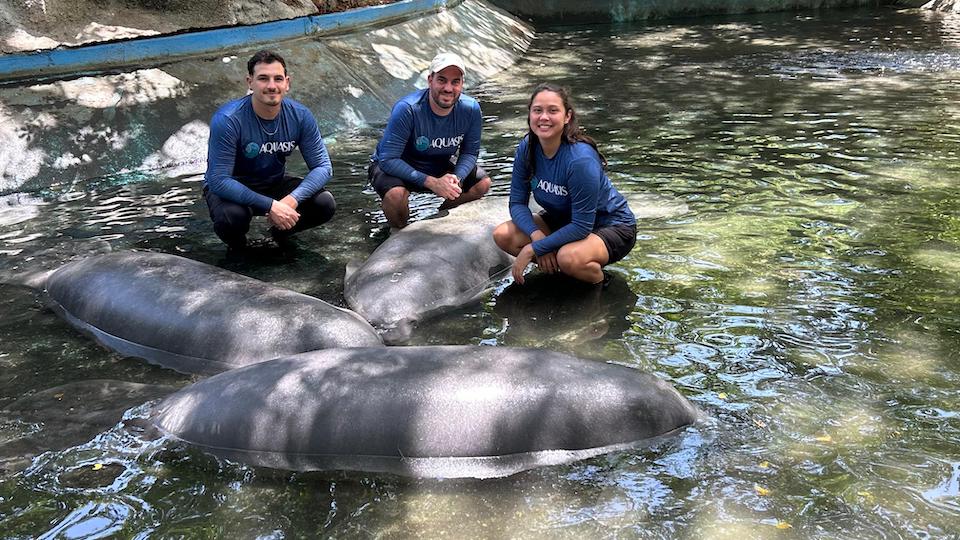 The picture shows two men and a woman with three manatees by the water, one of them being Tico. The picture was taken when Tico was rescued in Venezuela and the Aquasis rescue experts went to check on him.