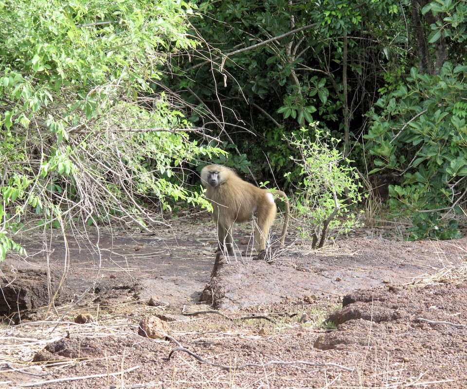 A primate standing alone in the forest.
