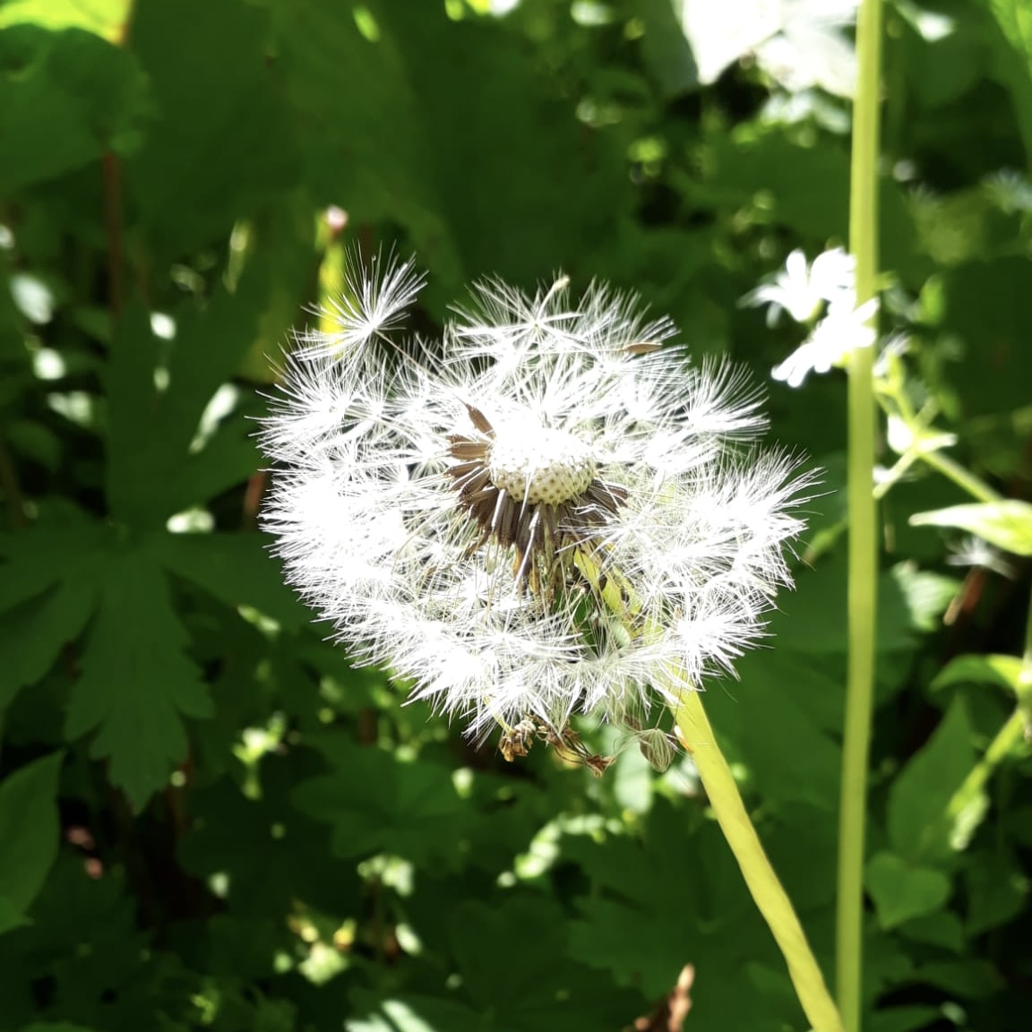 Close-up of a dandelion with seeds beginning to disperse, brightly lit by sunlight, set against a background of lush green foliage.