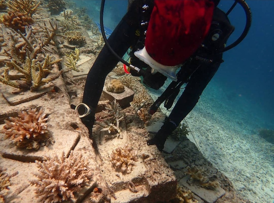 A scuba diver tends to a coral restoration site underwater.