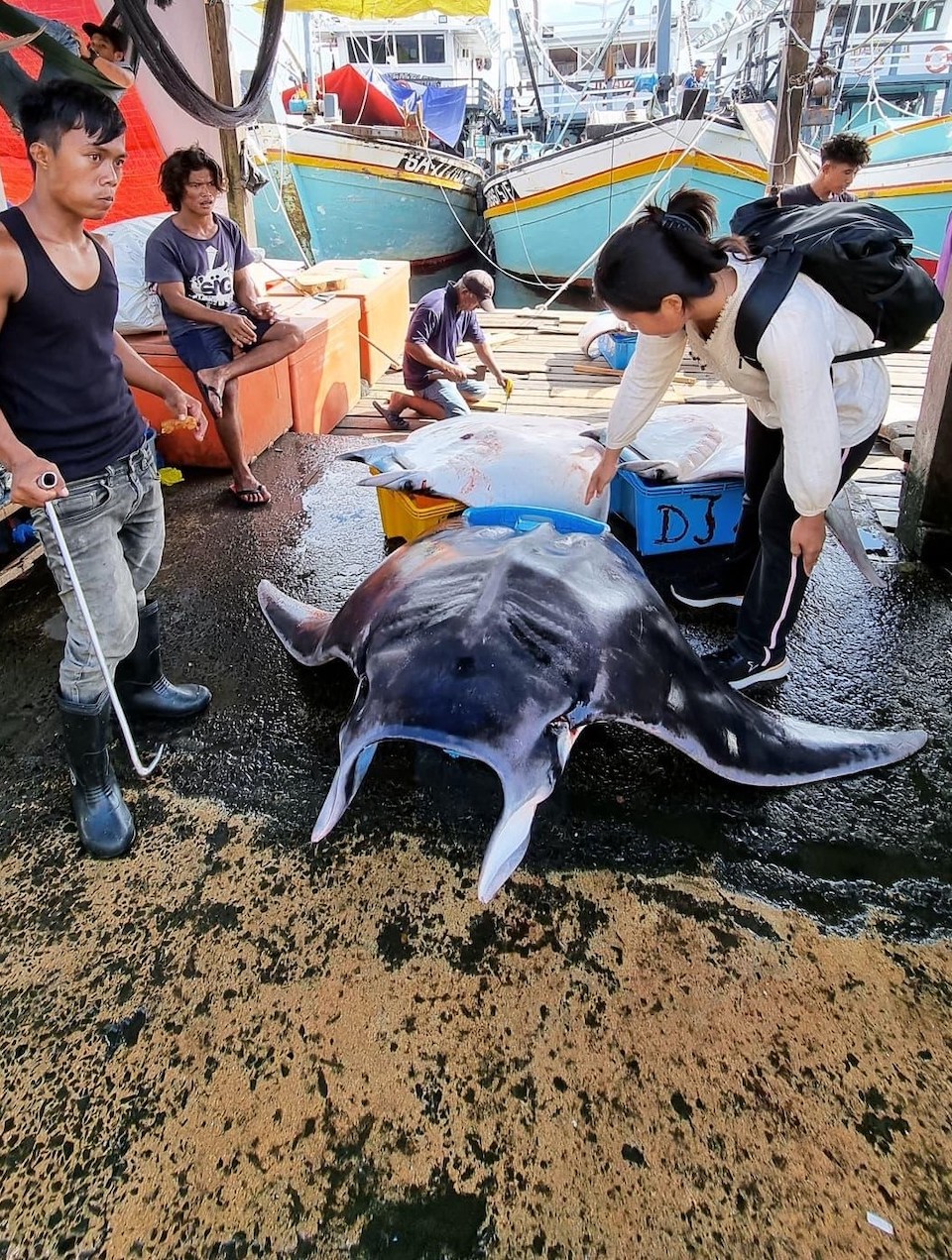 Researcher pointing at a Manta Ray at a fish market.