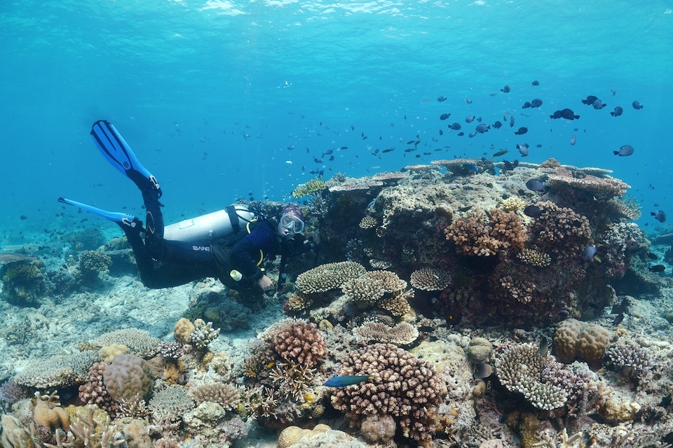 A scuba diver in full fear floats beside a coral reed, looking toward the camera. Fish swim above and within the reef, with clear blue water visible ahead.