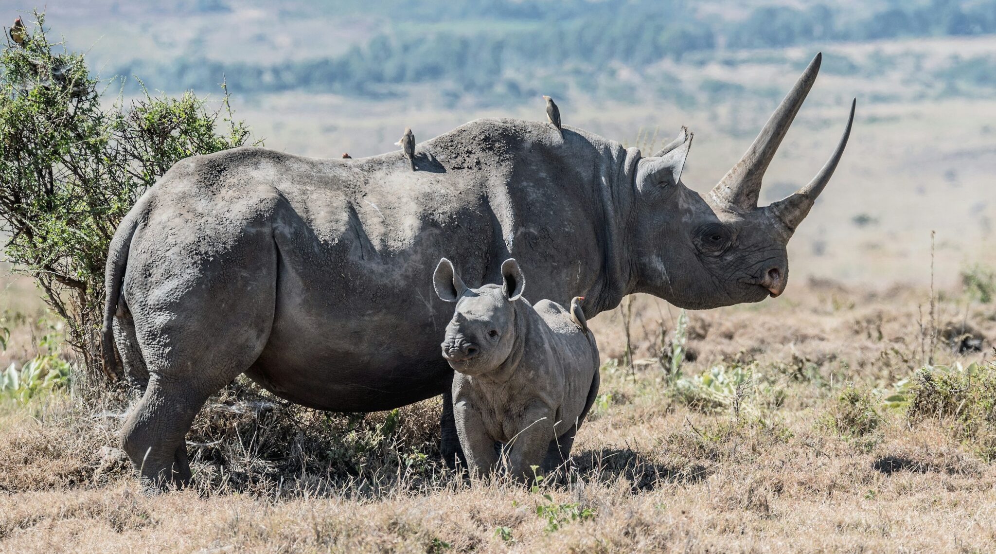 An adult rhino with a baby. GIS Analysts support threatened species by using spatial data and mapping technologies to inform conservation planning, monitoring and decision-making.