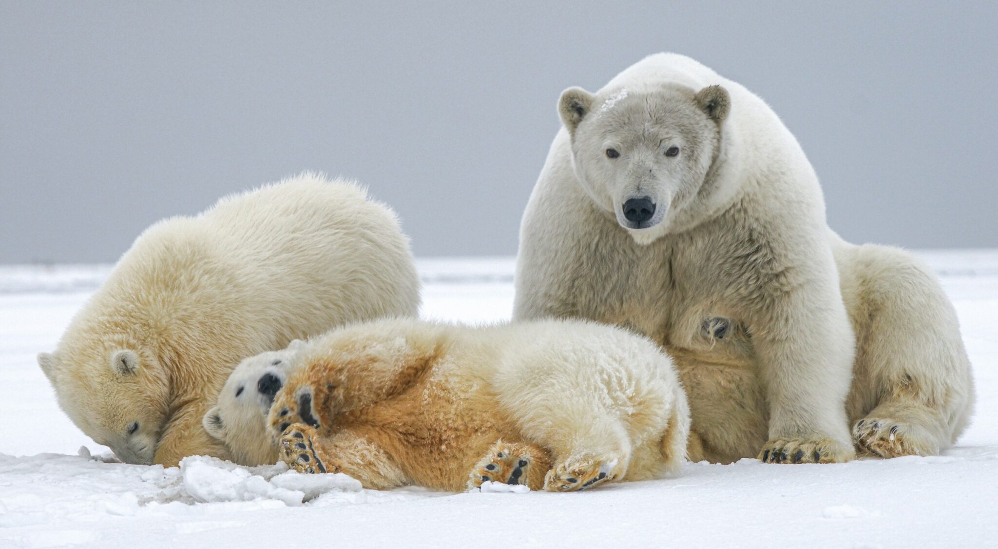 A close-up photo of three polar bears on snow, an adult and two cubs. GIS Analysts can map the locations of Endangered species.