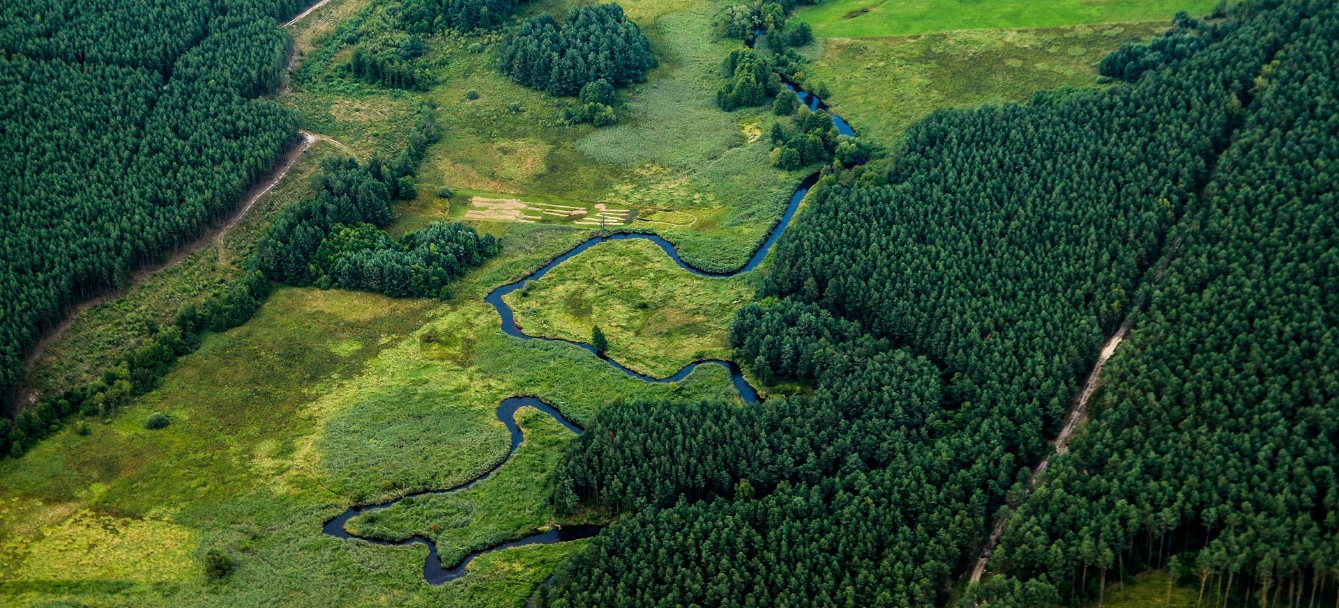 An aerial image of a river with forest on either side. GIS Analysts use spatial data to map, monitor and/or analyse forests over time.