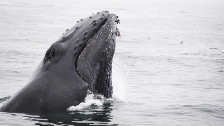 A humpback whale surfaces its head out of the ocean. The whale's textured skin and barnacles are visible, and several seagulls fly in the background.