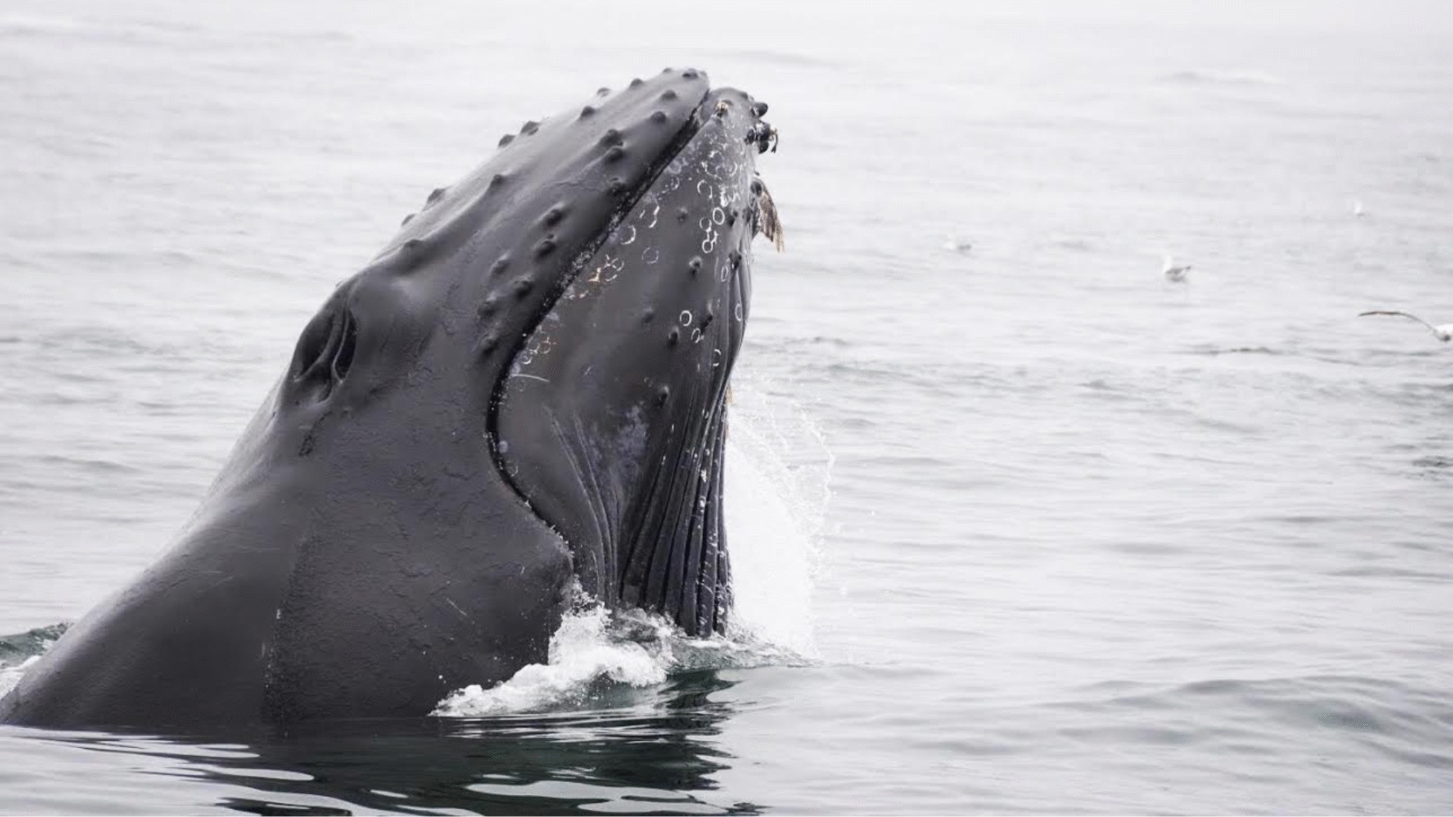 A humpback whale surfaces its head out of the ocean. The whale's textured skin and barnacles are visible, and several seagulls fly in the background.