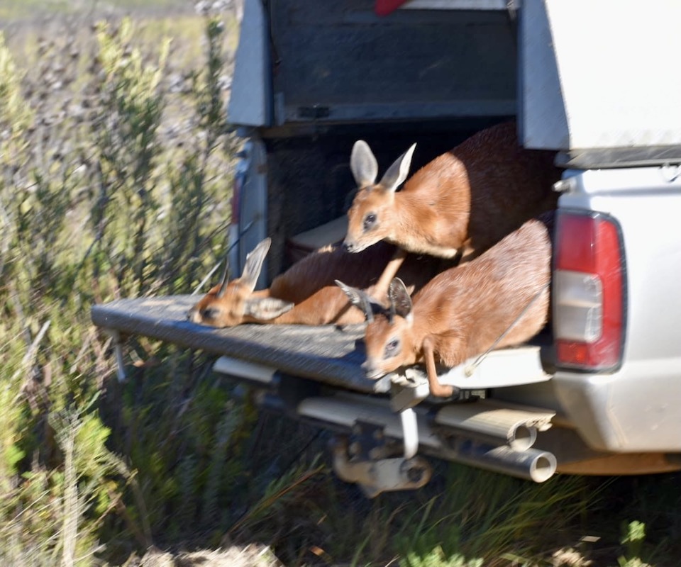 Three small antelope in the back of a vehicle.