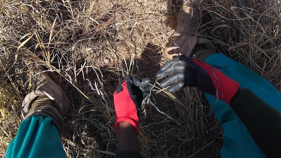 A photo taken from above of a conservation worker wearing red gloves and sitting on dry grass while holding a piece of wire that appears to be a snare. 