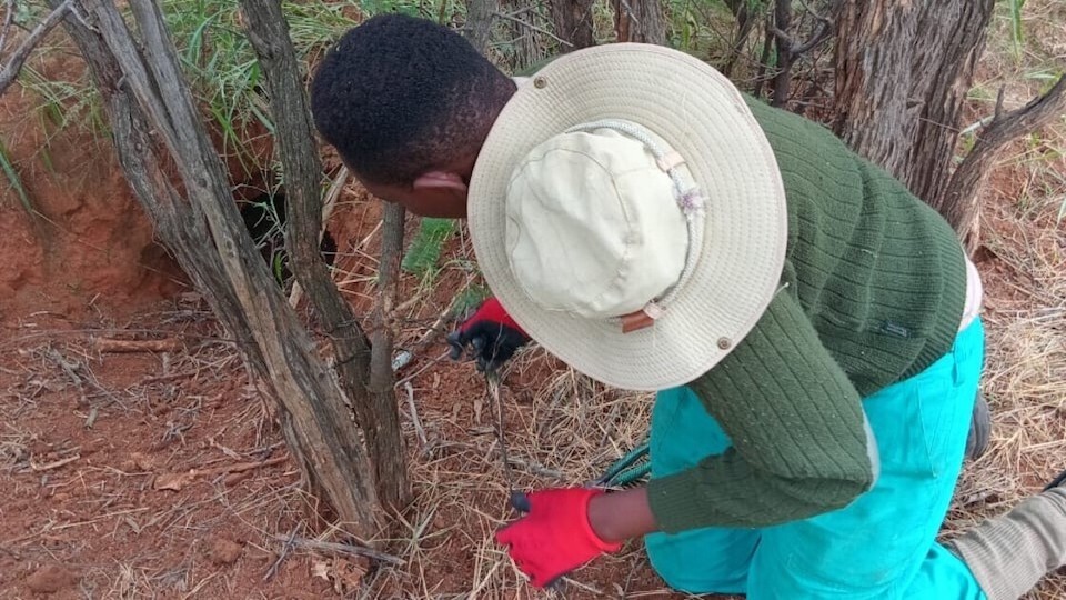 A conservation worker wearing red gloves, a wide-brimmed hat, and a green uniform kneels on soil while removing wire from around the base of a tree in a thicket of dry woodland.