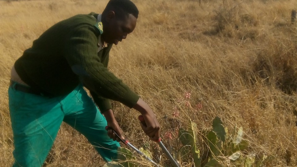 A man leaning forward while holding large shears, cutting a plant. Behind him, dry golden tall grass stretches into the background.