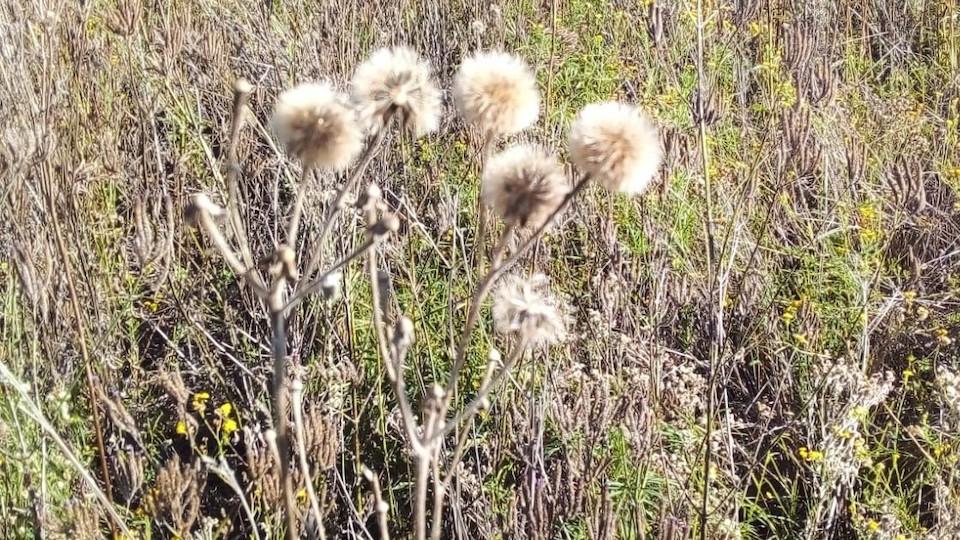 A close up image of a Pom Pom weed plant surrounded by grass and other Pom Pom weeds. 