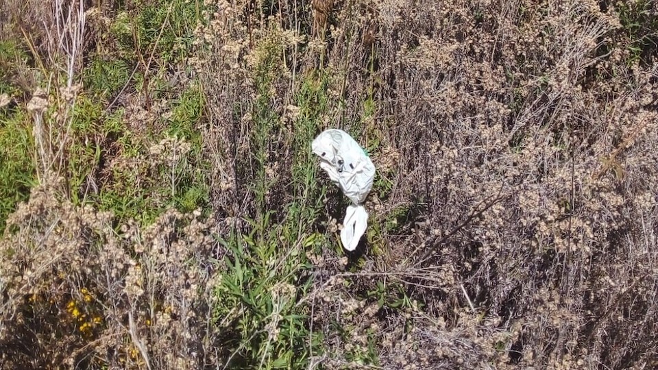 A plastic bag secured with cable ties covers the flower of a Pom Pom Weed among dry vegetation, part of a conservation method to prevent the invasive plant from spreading. 