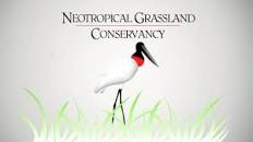 Neotropical Grassland Conservancy