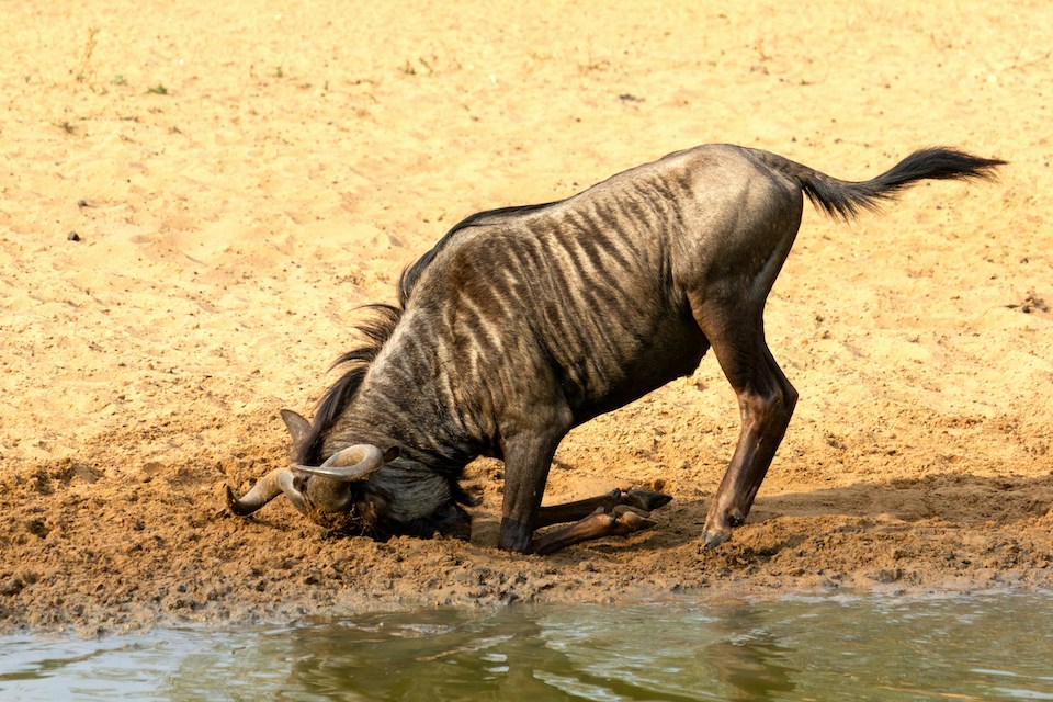 A wildebeest kneeling with its head pressed into the ground near water, symbolising avoidance. Photo by Martie Bloem on Unsplash.