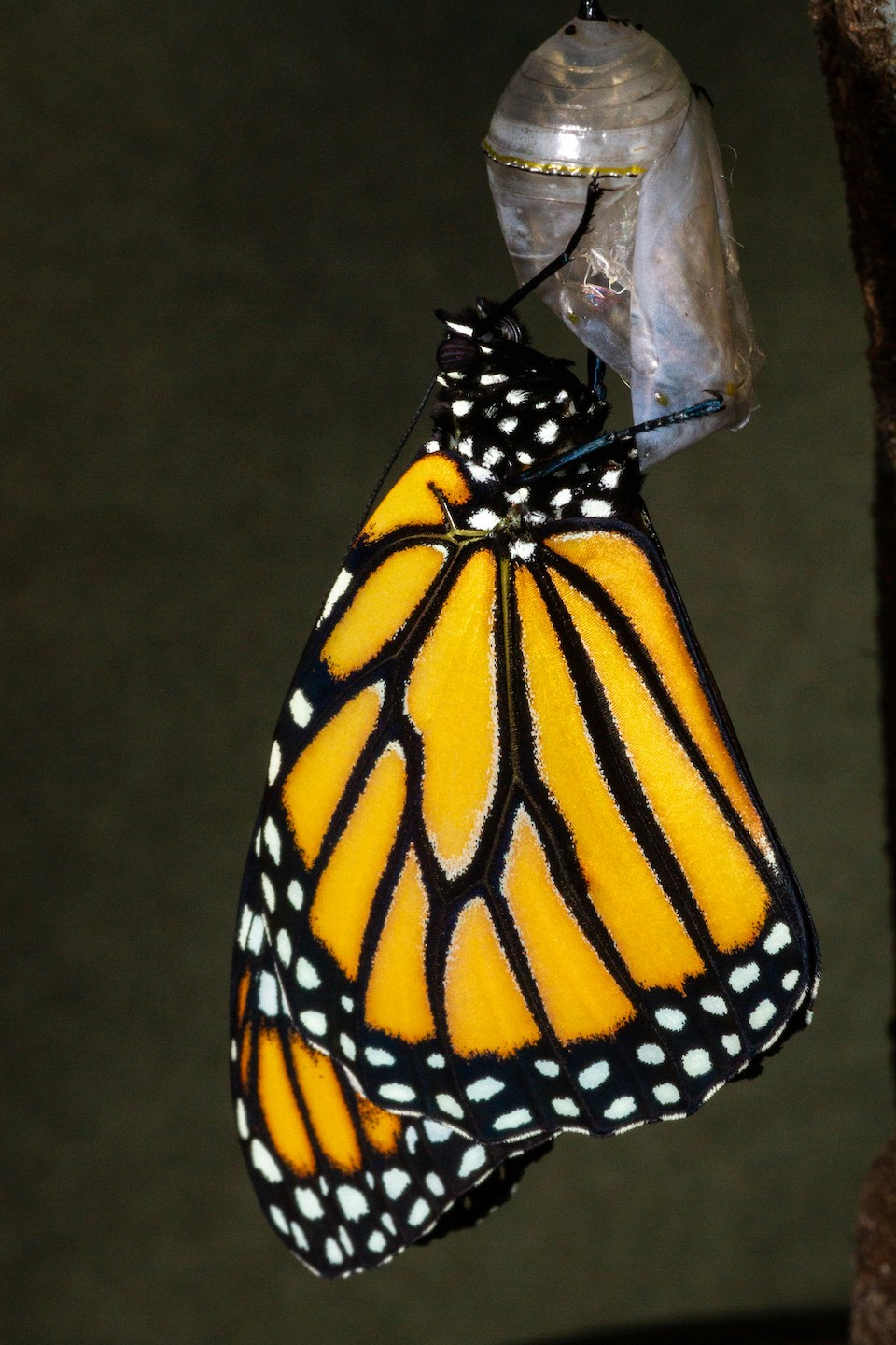 A monarch butterfly clinging to its empty chrysalis, symbolising transformation and growth. Photo by Joshua J. Cotton on Unsplash.