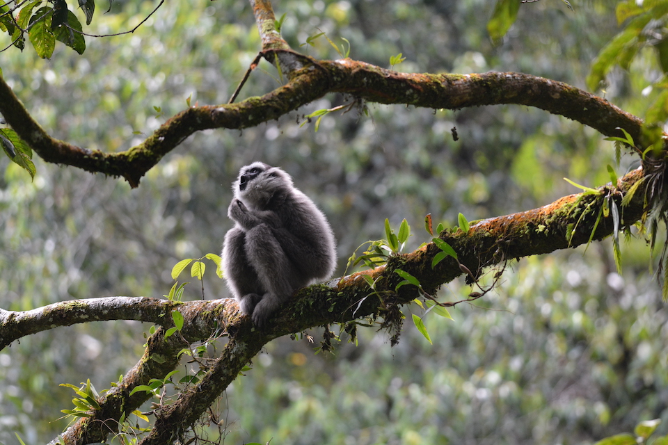 A side view of a Javan gibbon sitting in a tree, looking upwards, and with its mouth open to vocalise.