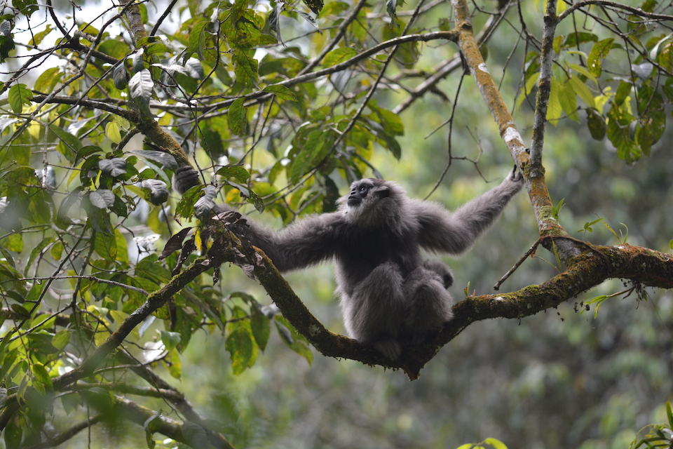 A front facing photo of a Javan gibbon sitting in a tree, looking off to the right, with both its hands on branches on either side of its body.