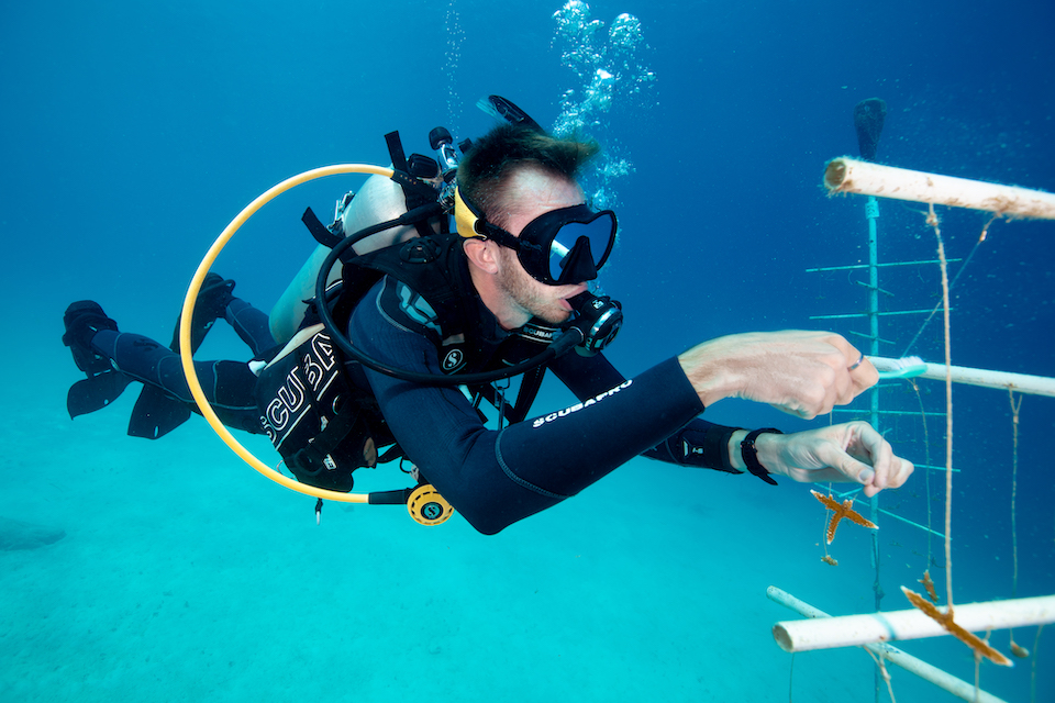 Scuba diver working underwater to attach coral fragments to a restoration structure as part of a marine conservation project.