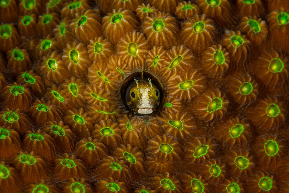 A small fish peeks out from a coral colony, demonstrating symbiotic relationships within reef ecosystems.