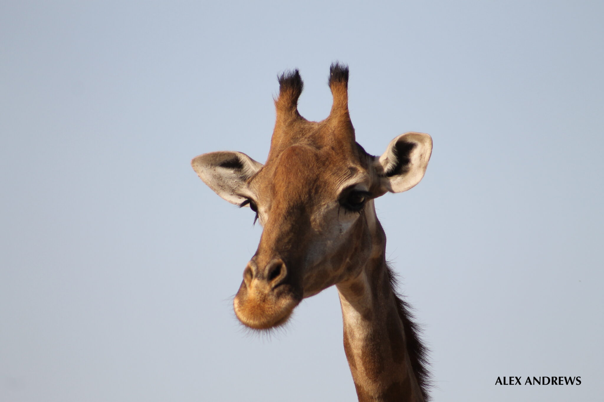 While working at the Al Areen reserve Alex was able to spend some time developing her skills in wildlife photography. This is a rescue giraffe that came to be cared for in the reserve.