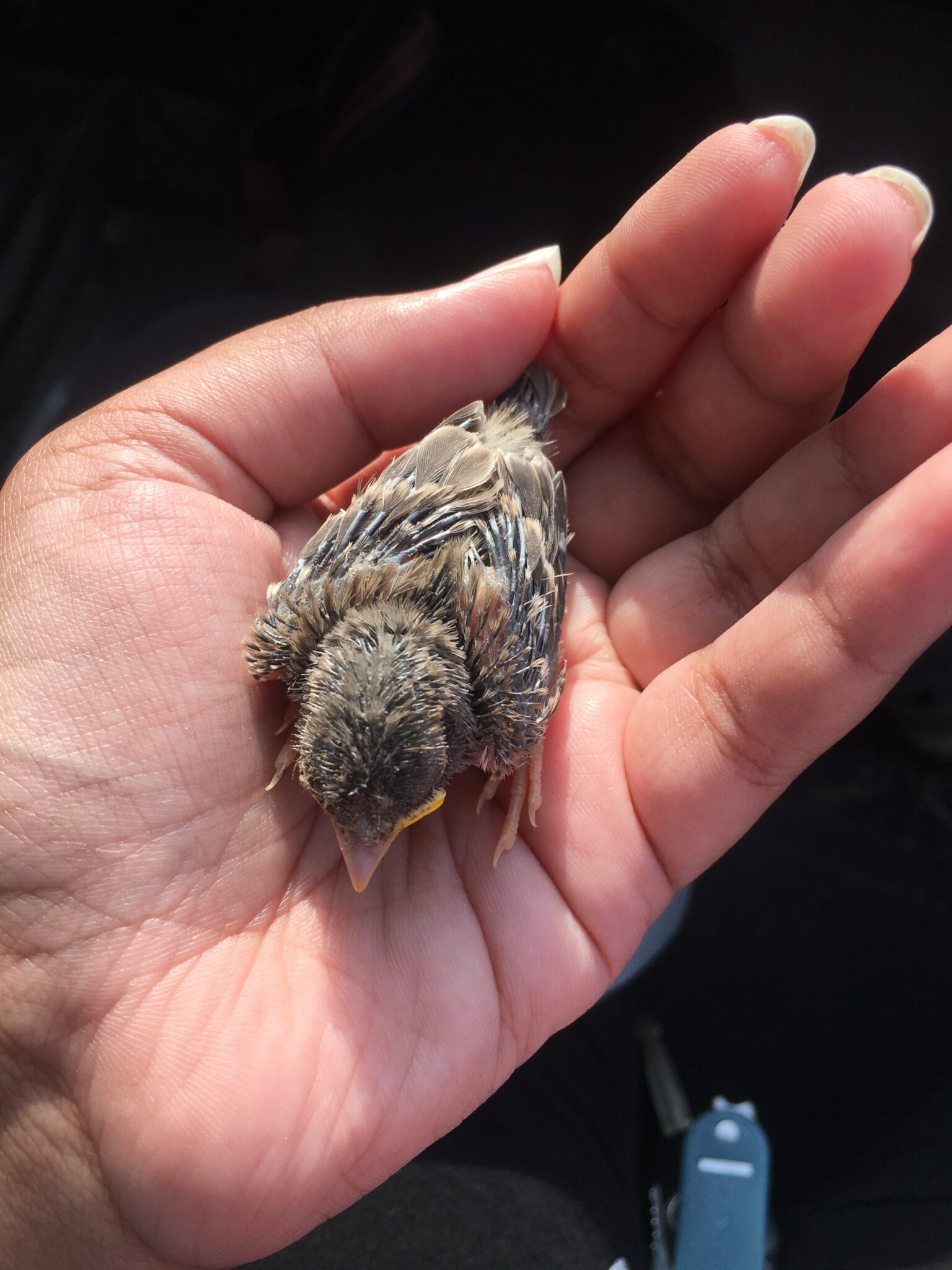 A baby Mynah bird in the palm of Alex’s hand; a tiny friend found in the fields of the reserve.