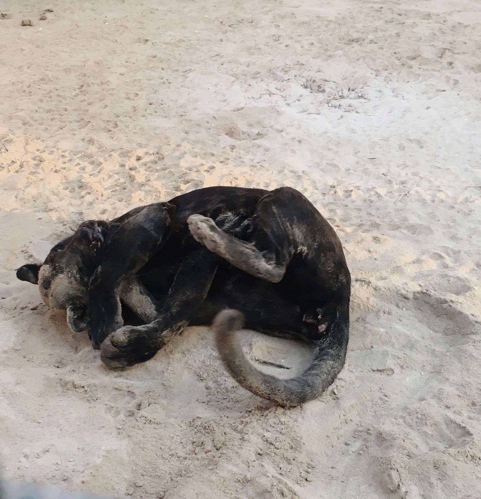 A black jaguar, happily rolling around in the sand of the reserve, Alex recalls friendly purrs.