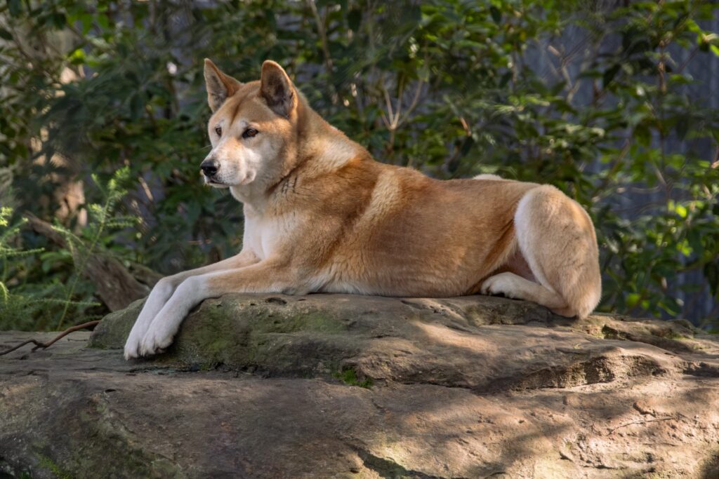 Male Dingo Nioka in the Sanctuary’s care. Photo by Jess Callaghan.