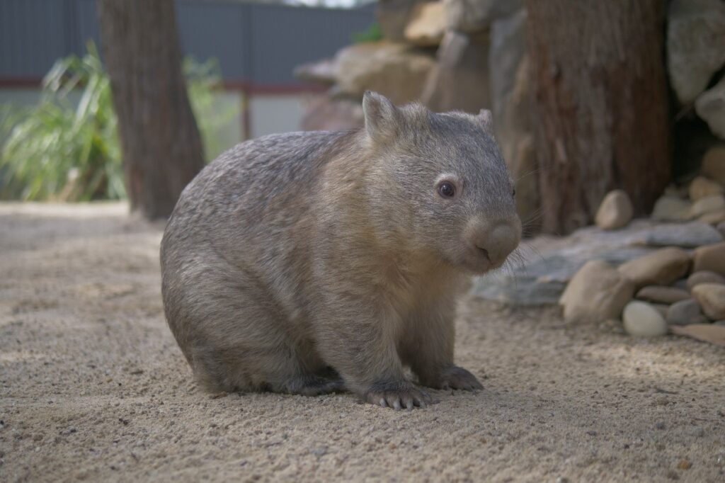 Wendy the Bare-nosed Wombat. Photo by Sam Dessen.