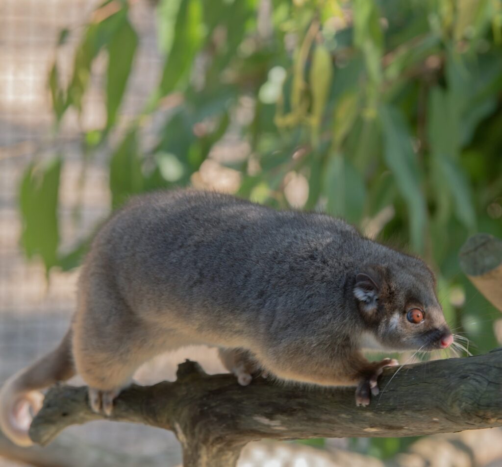 Juniper the male ring-tailed possum. Photo by Macintosh Meagan.