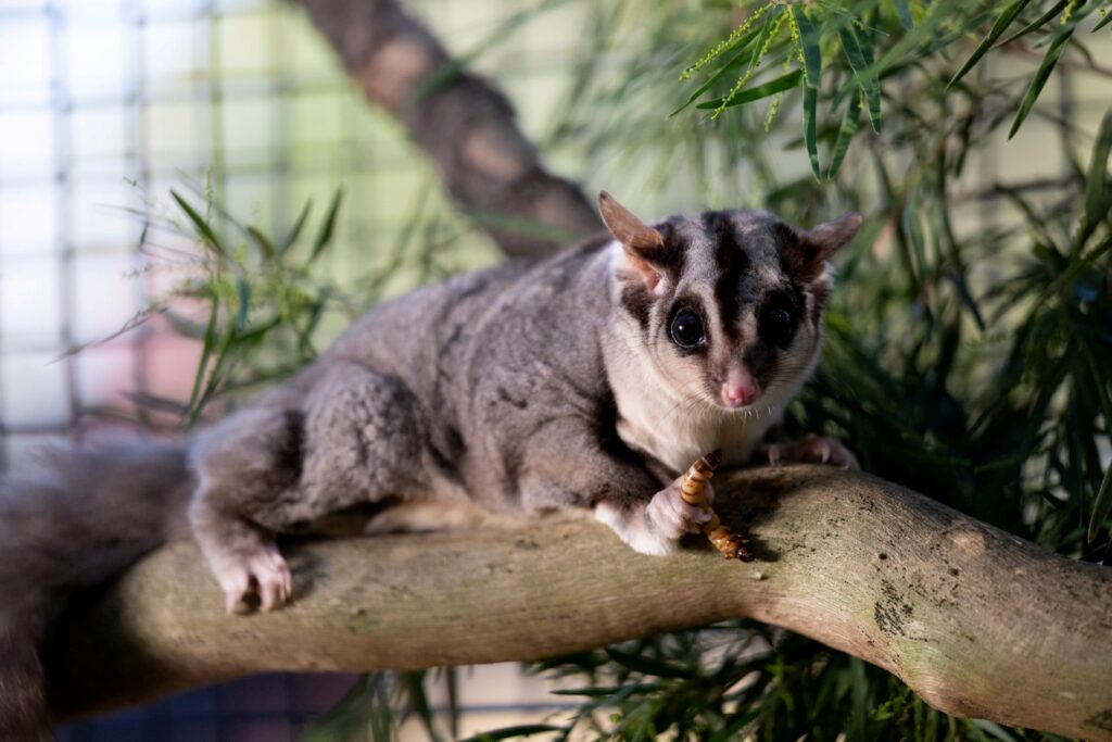 Acacia the Squirrel Glider. Photo by Scott Lawler.